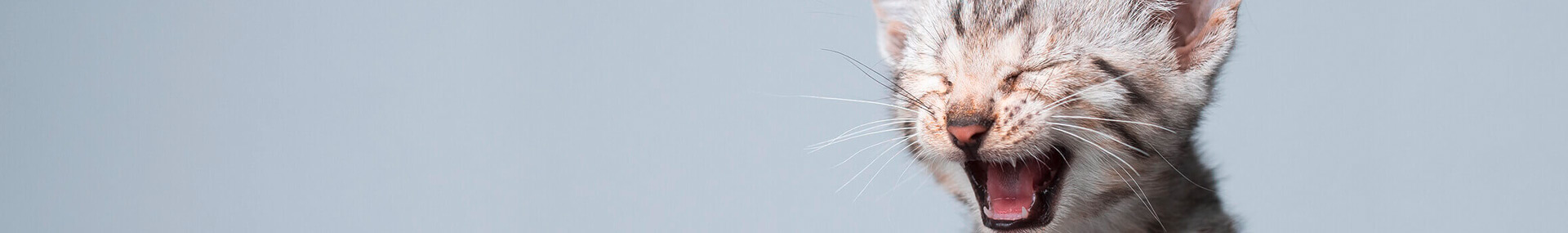 rumour_kitten